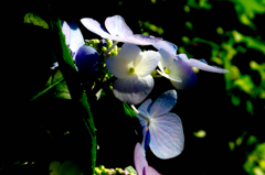 紫陽花