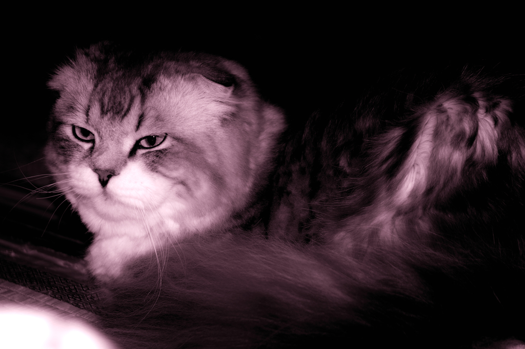 化猫