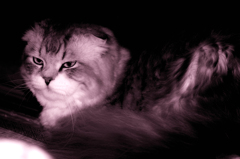 化猫