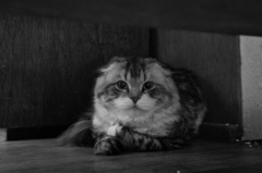 こっちみんな