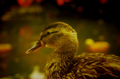 花鳥園