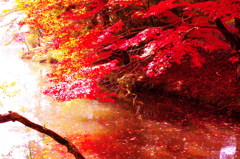 紅葉