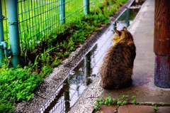 雨宿り