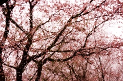 雨と桜