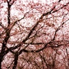 雨と桜