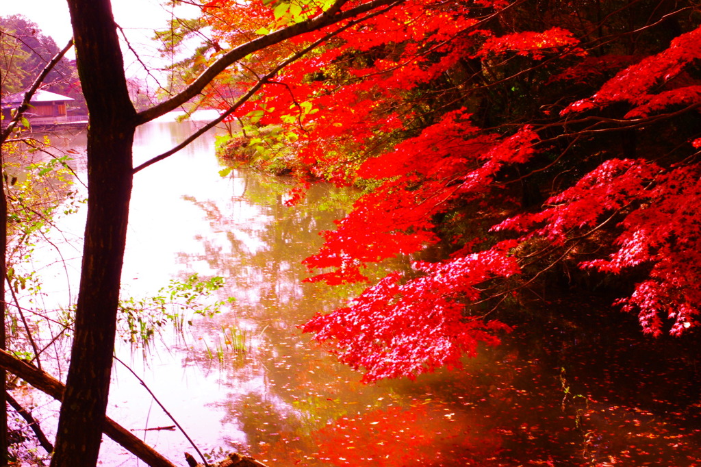 紅葉２