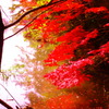 紅葉２