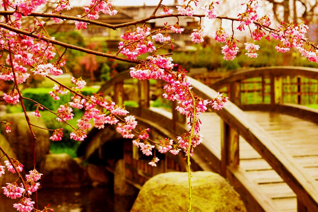 桜の季節