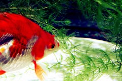 金魚 01