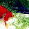 金魚 01