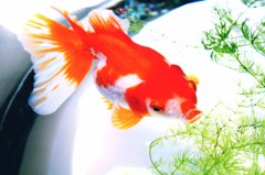 金魚 05