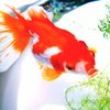金魚 05