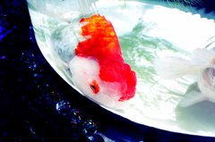 金魚 02