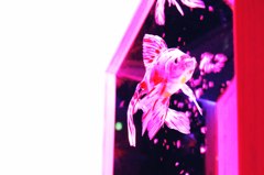 金魚 03