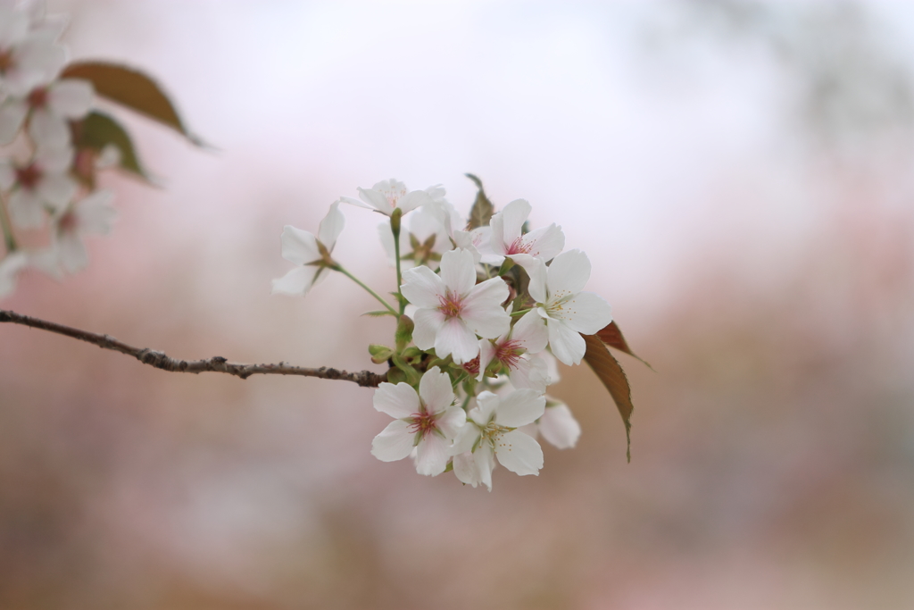 平成の桜