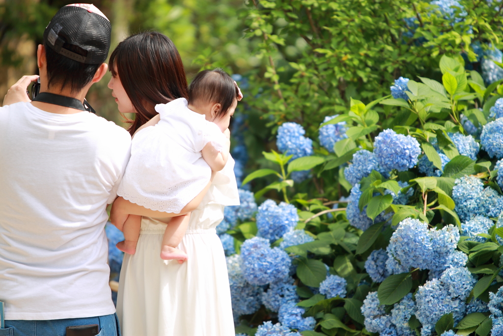 ♡の紫陽花見つけたヨ