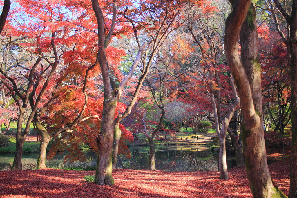 紅葉の絨毯