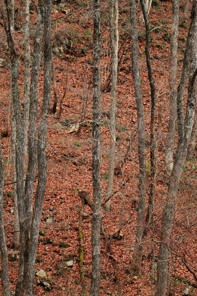 紅葉積もる山肌