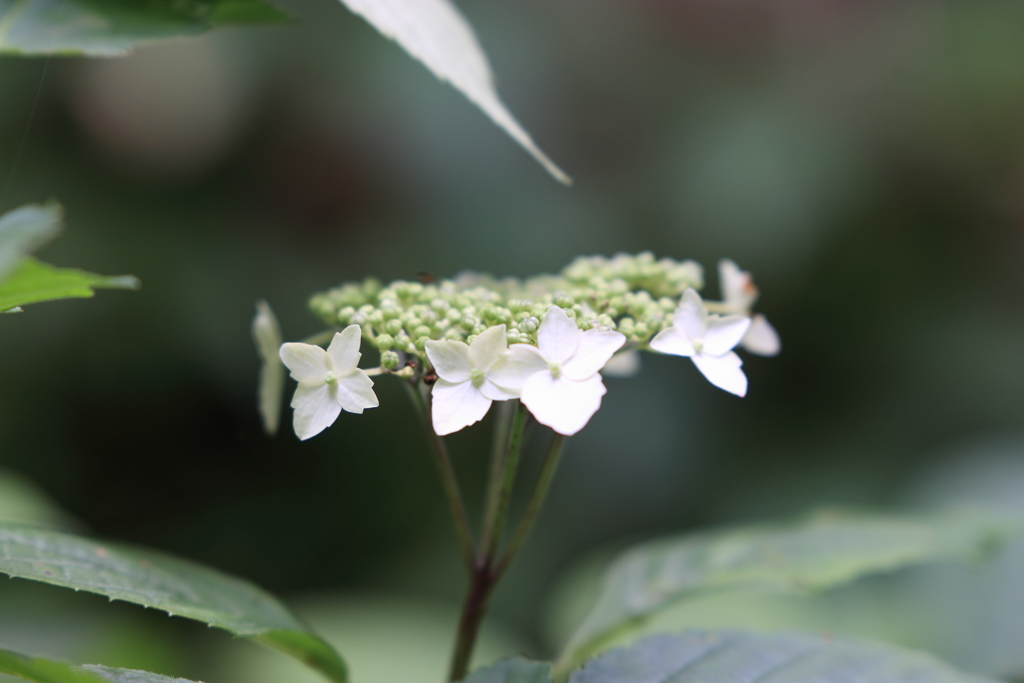 龍頭峡　野生の紫陽花