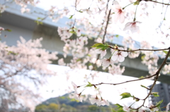 おはよう♪　桜さん＾＾
