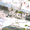 おはよう♪　桜さん＾＾
