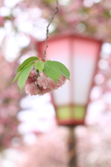 雨の桜祭り