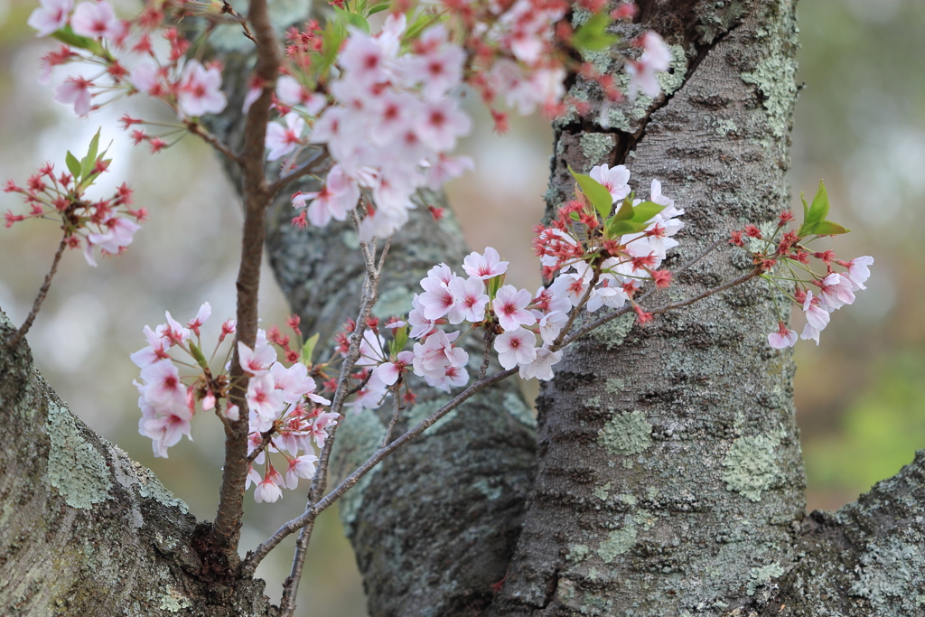 名残の桜