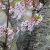 名残の桜