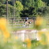 ヒマワリ色の自転車♪