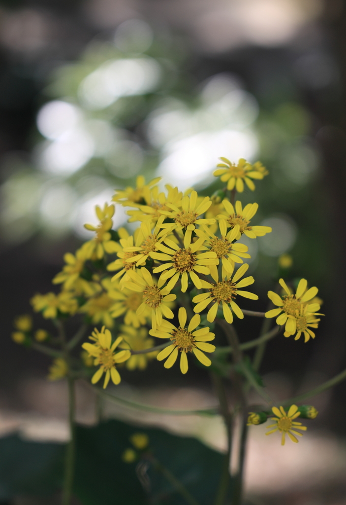 石蕗の花