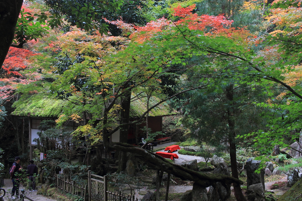 紅葉の茶房