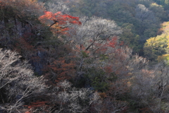 晩秋模様