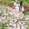 薔薇の散策♪
