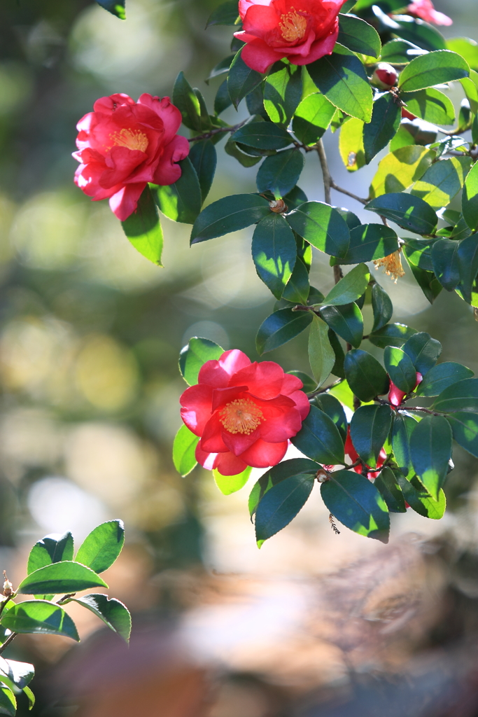 陽だまりの山茶花