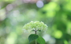 紫陽花の季節♪