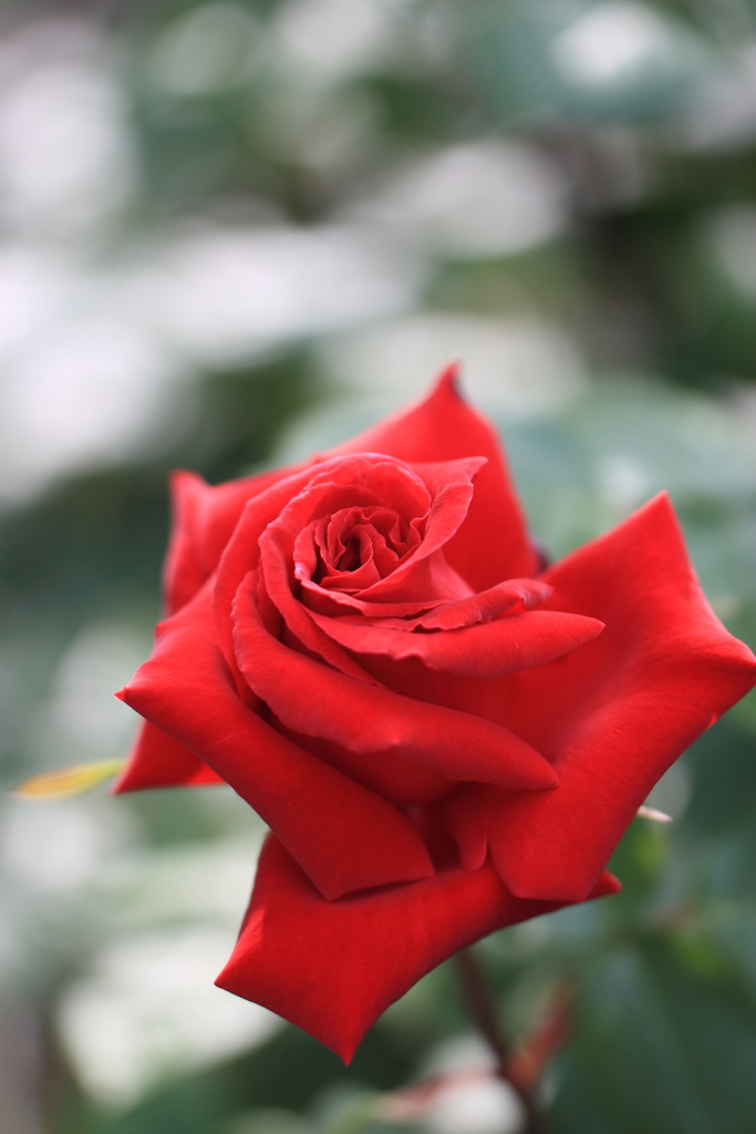 君に薔薇薔薇…！
