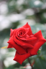 君に薔薇薔薇…！