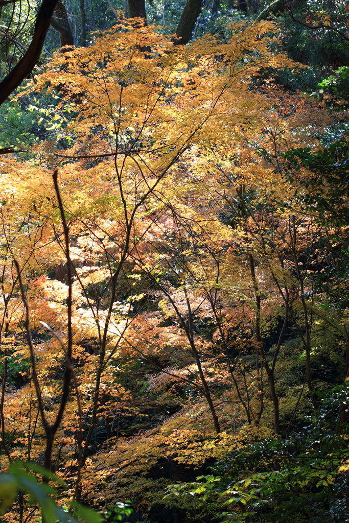 山の煌めき