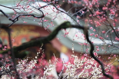 雨の北野天満宮