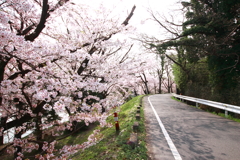 いつもの道を♪