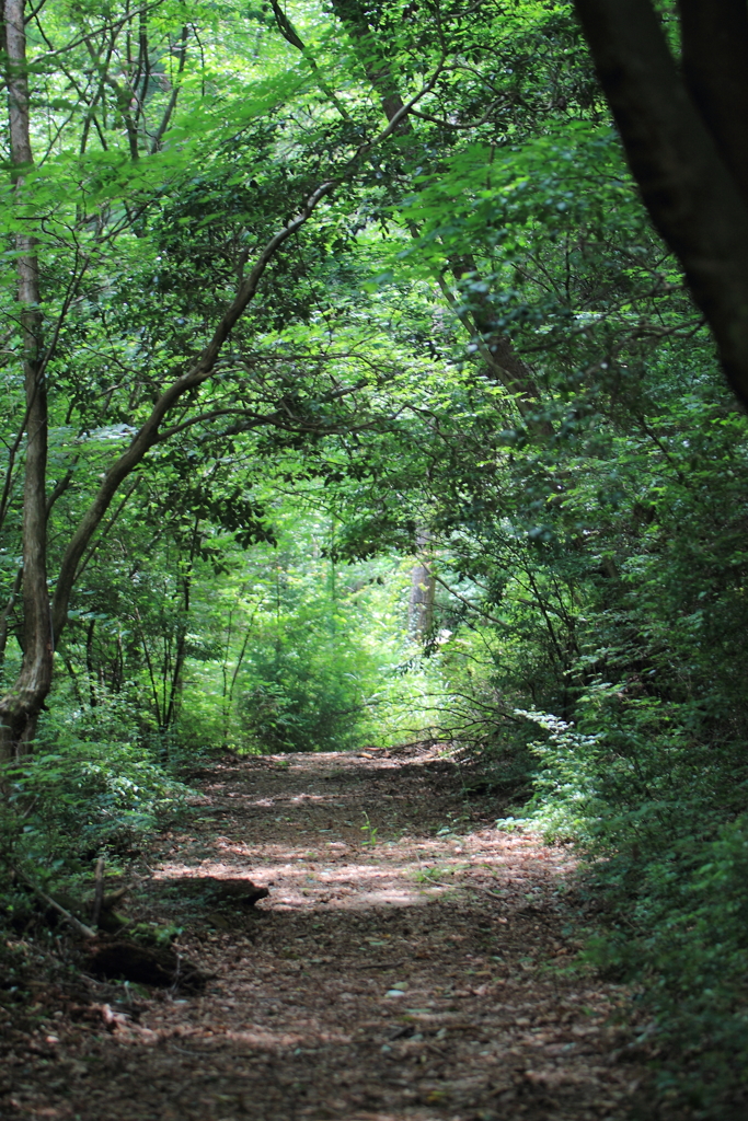 夏休みの匂い