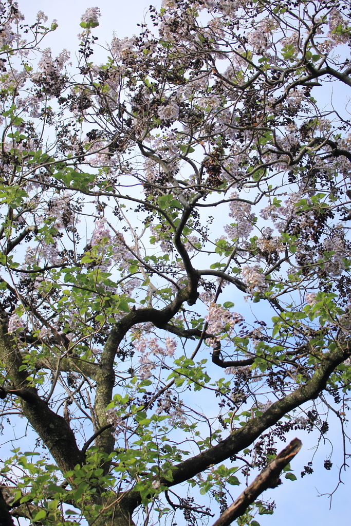 桐の花