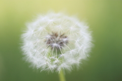 野の花の夢