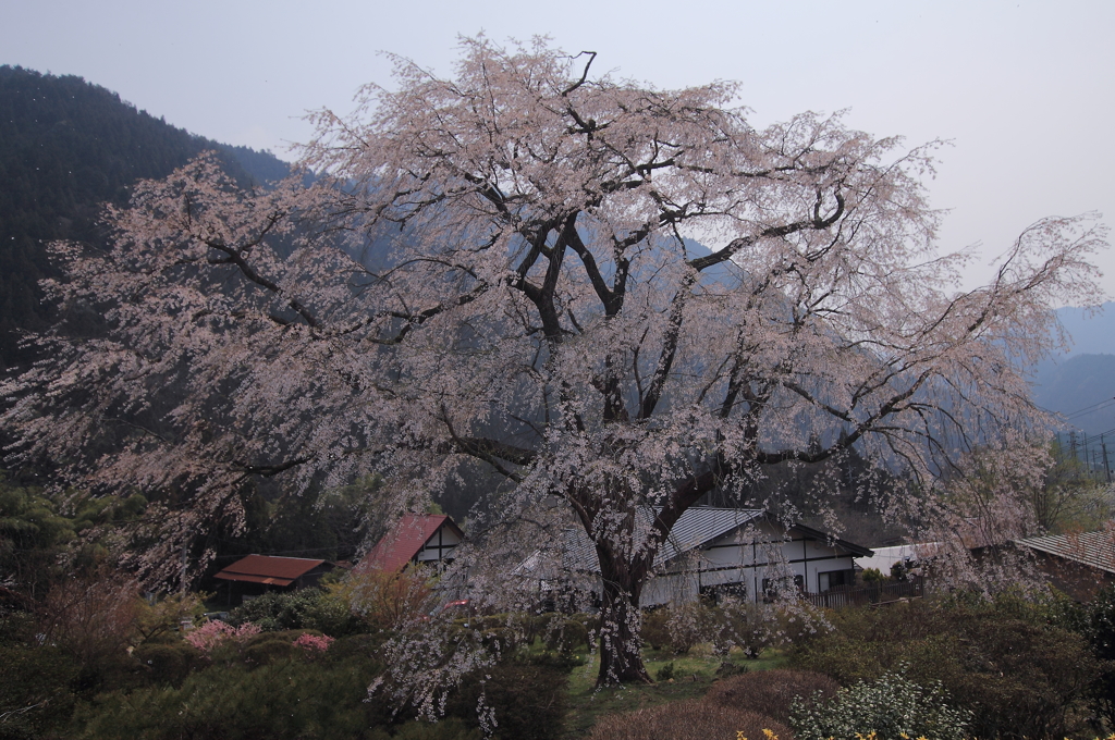 湯の山しだれ桜