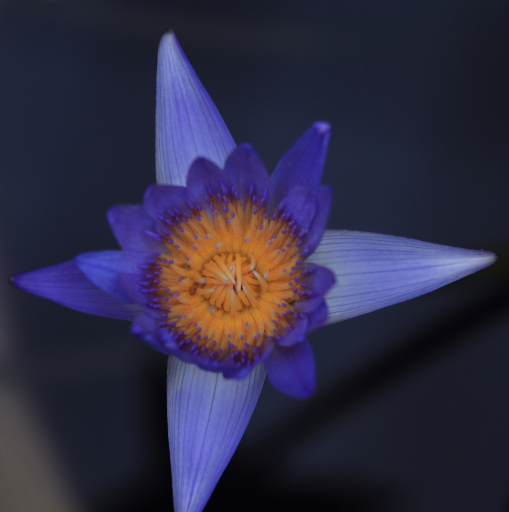 青い星