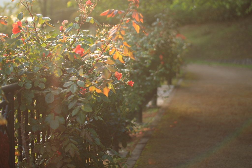 夕暮れの薔薇園