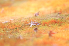 ふかふかの苔のベッド