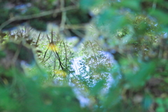 水たまりの中の風景