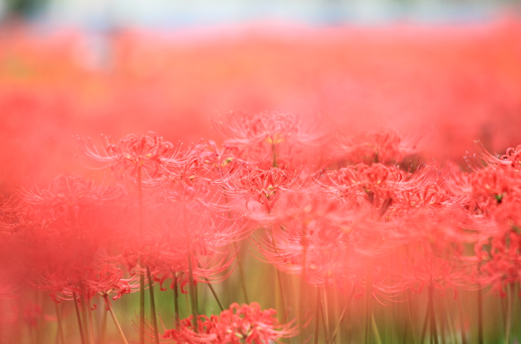 野原いっぱいの花束