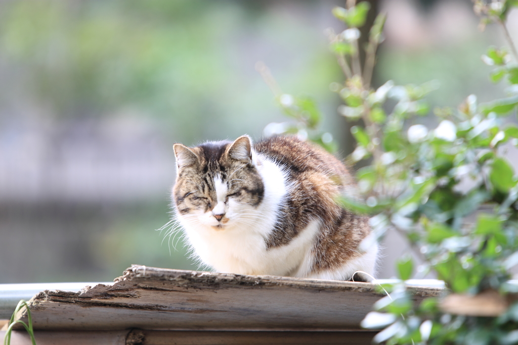 冬の日溜り